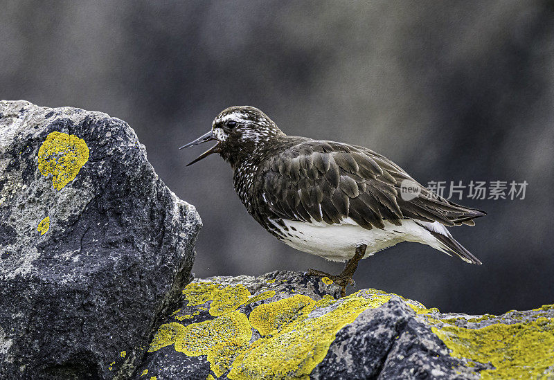 黑翻石鸟(Arenaria melanocephala)是一种小型涉禽。弗雷德里克海湾，阿拉斯加。Scolopacidae鸻形目。